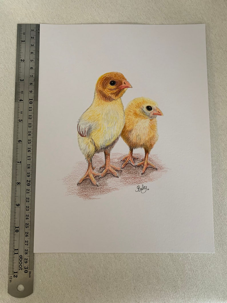 A4 Chick Original Coloured Pencil Drawing, Farm Animal Artwork, Bird Lover Gift Idea, Chicken Lover Artwork, Fast Free Shipping image 4
