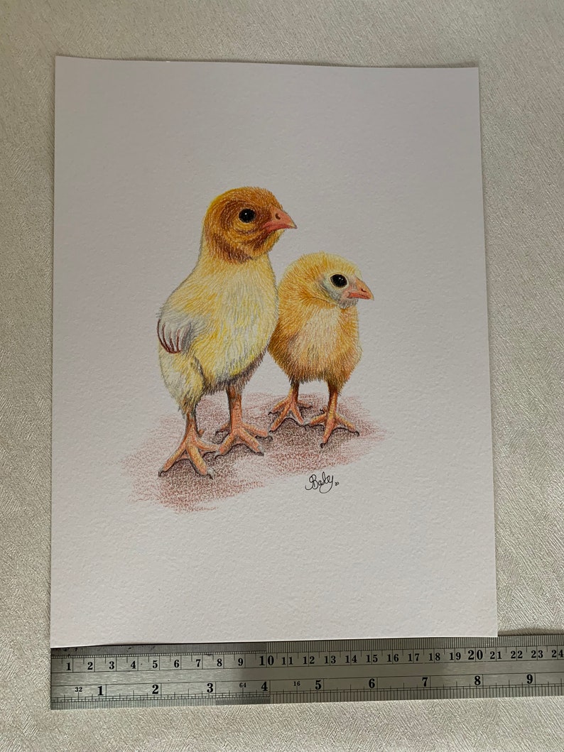 A4 Chick Original Coloured Pencil Drawing, Farm Animal Artwork, Bird Lover Gift Idea, Chicken Lover Artwork, Fast Free Shipping image 5