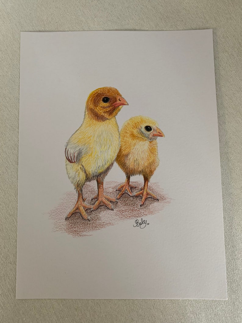 A4 Chick Original Coloured Pencil Drawing, Farm Animal Artwork, Bird Lover Gift Idea, Chicken Lover Artwork, Fast Free Shipping image 3