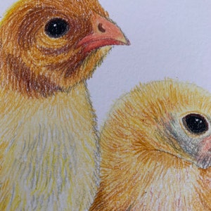 A4 Chick Original Coloured Pencil Drawing, Farm Animal Artwork, Bird Lover Gift Idea, Chicken Lover Artwork, Fast Free Shipping image 2