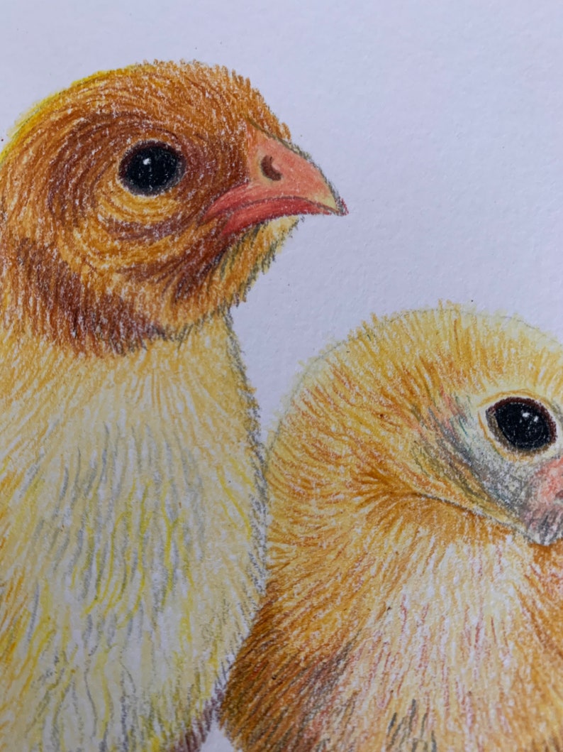 A4 Chick Original Coloured Pencil Drawing, Farm Animal Artwork, Bird Lover Gift Idea, Chicken Lover Artwork, Fast Free Shipping image 2