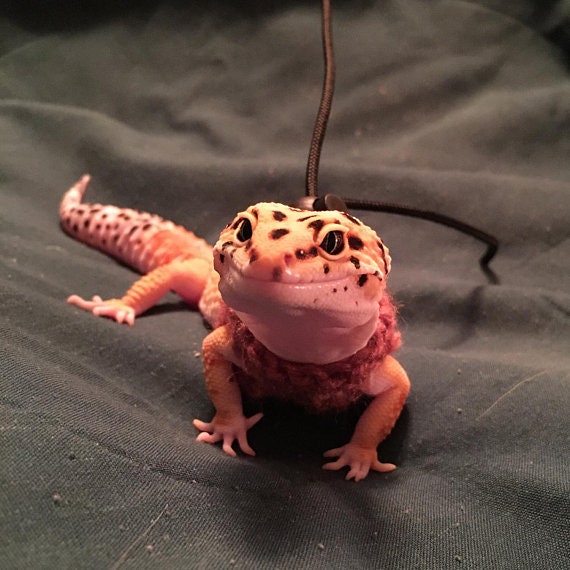 leash for leopard gecko