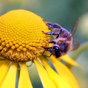 Op de afbeelding: Een close-up van een bij die stuifmeel verzamelt van een gele bloem. De bij is scherp, de bloem is wazig.