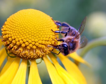 Close-up macro photo of bee on yellow flower