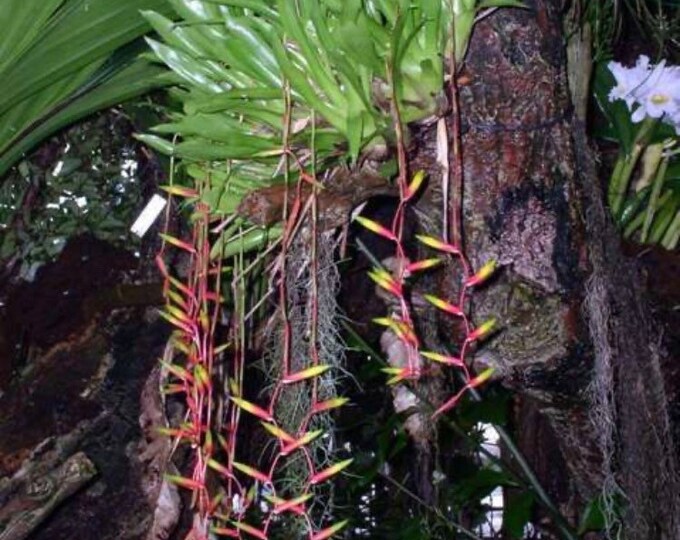 Rare Lobster Claw Bromeliadvriesea Simplex Etsy