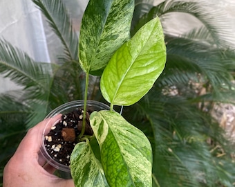 Camo Pothos Mutant (aka Victory Pothos) - Etsy
