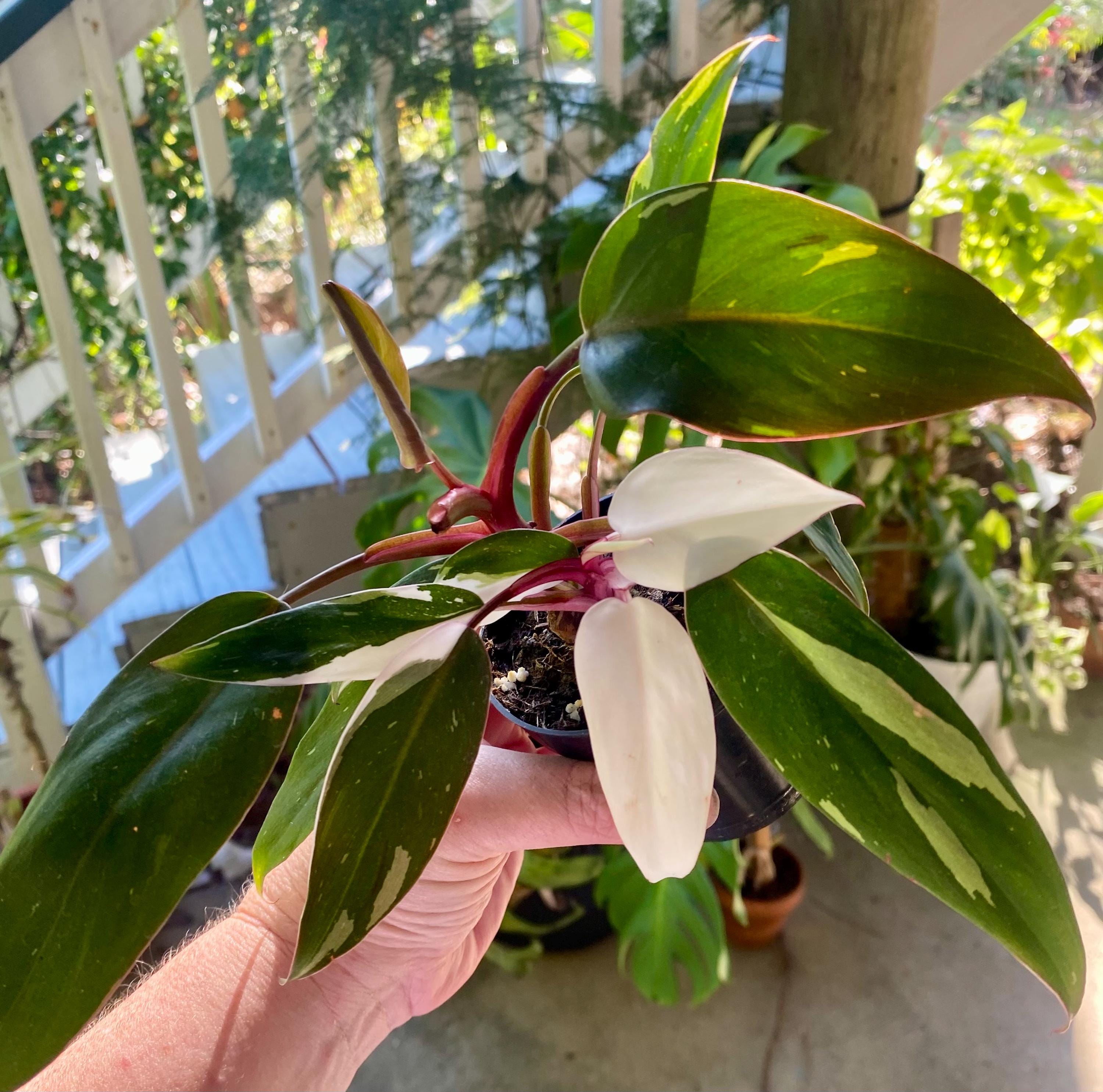 Philodendron Rd Anderson Philodendron Red Anderson - Etsy