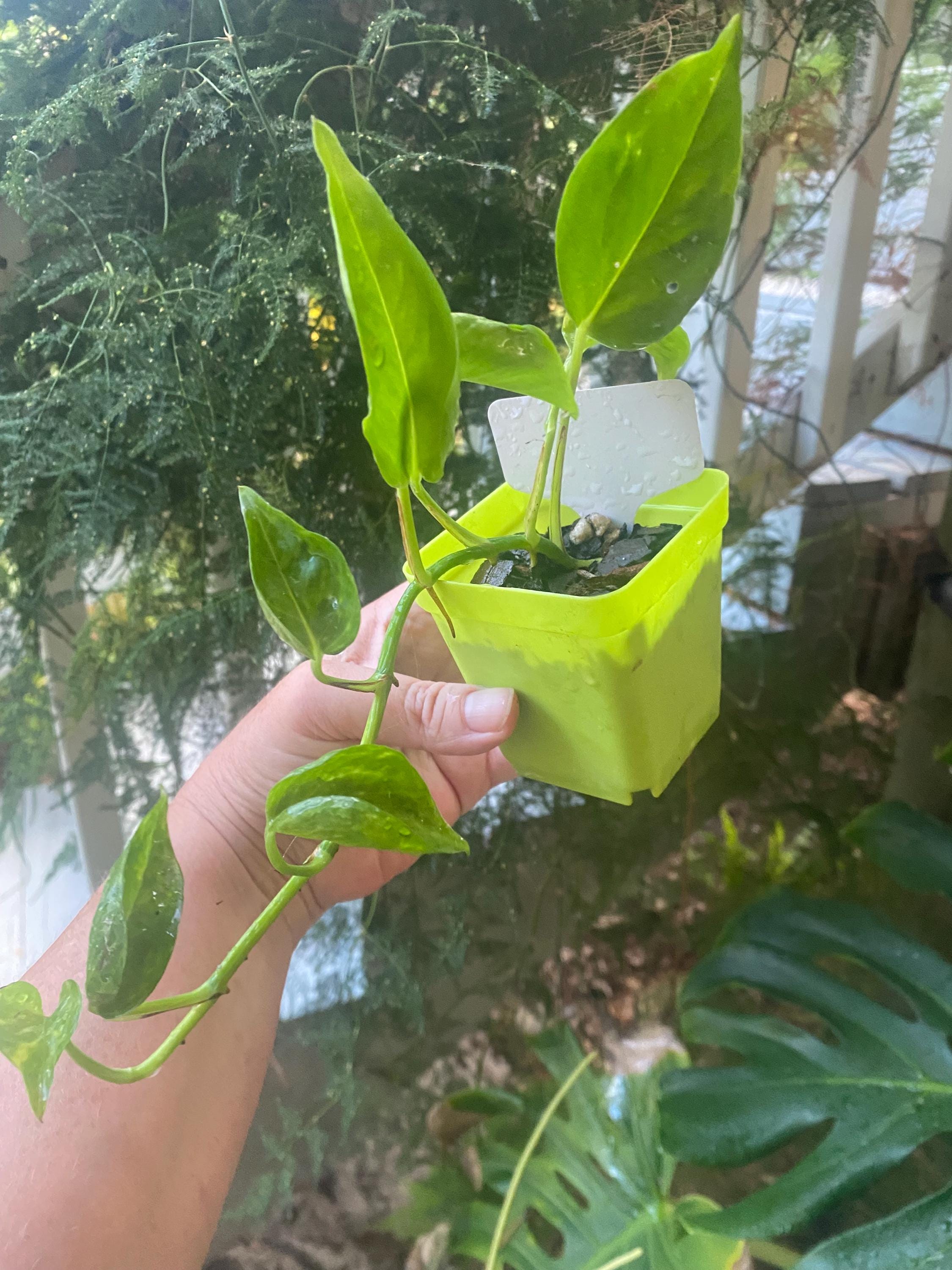 black cardinal philodendron Buy Philodendron Black Cardinal