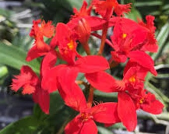 BOGO Epidendrum Reedstem Red