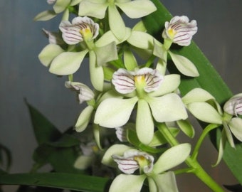 Anacheilium Radiatum Orchid