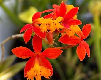 Reed Stem Epidendrum Orchid-Rooted