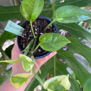 Pothos Lizard Queen - Etsy