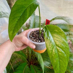 Monstera Acacoyaguensis - Etsy