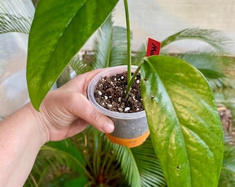 burle marx fantasy philodendron Philodendron sp. "Burle Marx Fantasy"