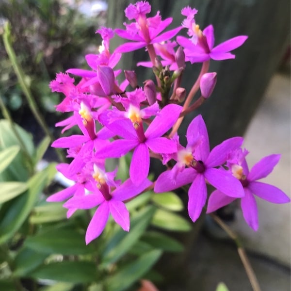 BOGO Epidendrum Orchid (Fully Rooted-Blooming Size)