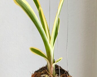 Aechmea Nudicaulis Albo Bromeliad Mounted