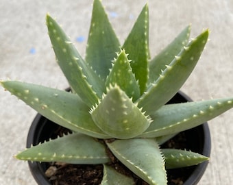 4" Aloe Brevifolia Alligator Crocodile Plant Rooted