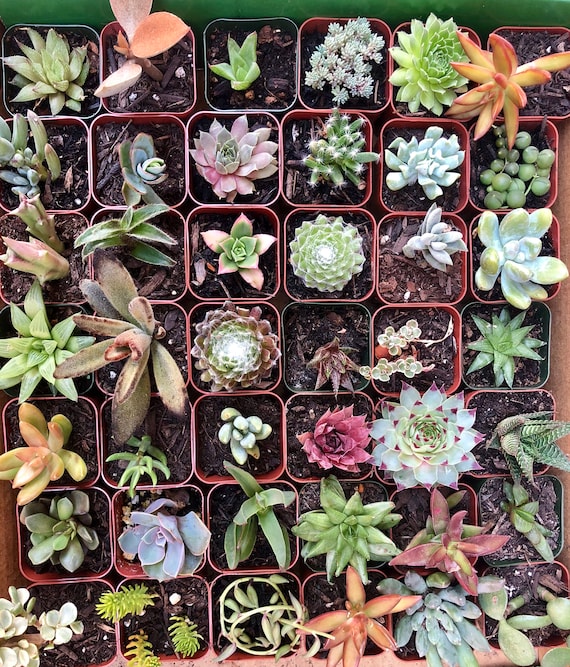 30 Exotic Succulent Plants And Where You Can Get Them