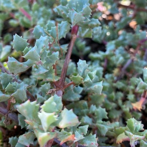 10x Sandstone Oscularia Deltoides, Lampranthus Blandus, Pink Ice Plant Vygie 23 Cuttings image 2