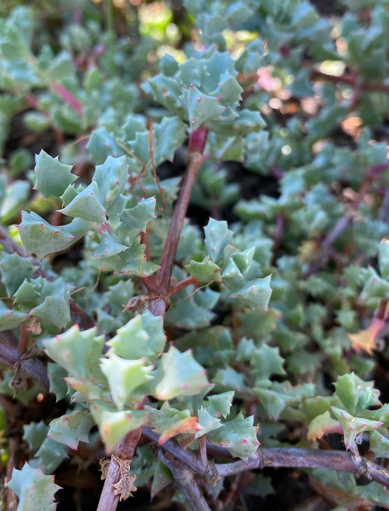 10x Sandstone Oscularia Deltoides, Lampranthus Blandus, Pink Ice Plant Vygie 23 Cuttings image 2