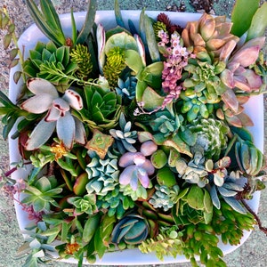 30 or 50 Assorted Succulent & Cactus Cuttings. Great for Terrariums, Mini Gardens, and as Starter Plants.