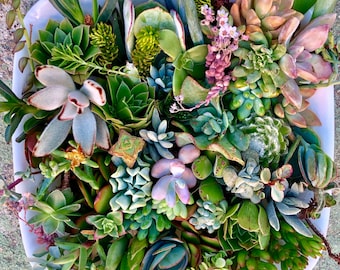 May include: A white ceramic dish filled with a variety of succulents in shades of green, brown, and pink. The succulents are arranged in a random pattern, creating a visually appealing and textured display.