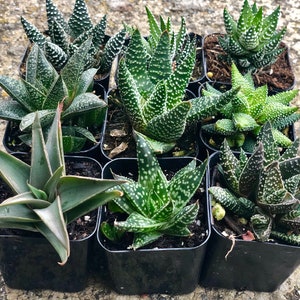 Premium Succulents Haworthia and Aloe 2" Plants, pack of 6 or 9