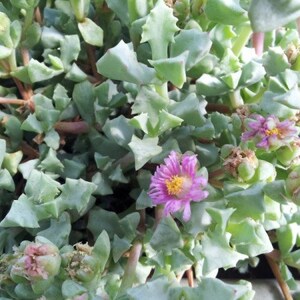 Oscularia deltoides 'dew plant' succulent plant in 2 pot Pack of 1, 2 or 4 image 2