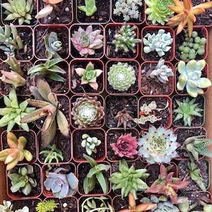 May include: A collection of 36 small succulent plants in individual pots, arranged in a grid pattern. The plants are a variety of shapes, sizes, and colors, including green, brown, and red.