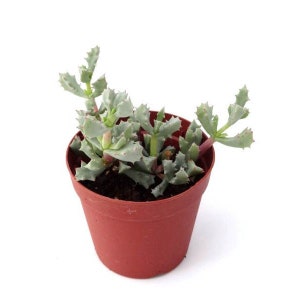 Oscularia deltoides 'dew plant' succulent plant in 2 pot Pack of 1, 2 or 4 image 1