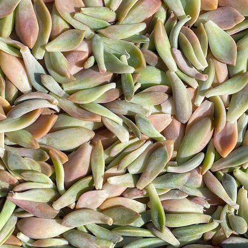 15/25/50/100/150 Assorted Succulent Leaves For Propagation