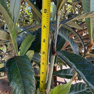 May include: A close-up of a loquat tree branch with large, dark green leaves. A yellow measuring tape shows the branch is approximately 8 inches long. The leaves have a textured surface and a slightly fuzzy appearance.