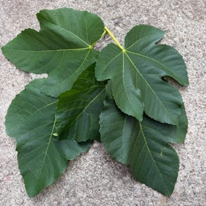 May include: A cluster of several dark green fig leaves with distinct lobed shapes and prominent light green veins. The leaves are arranged in an overlapping pattern, showcasing their textured surfaces, serrated edges, and pointed tips.