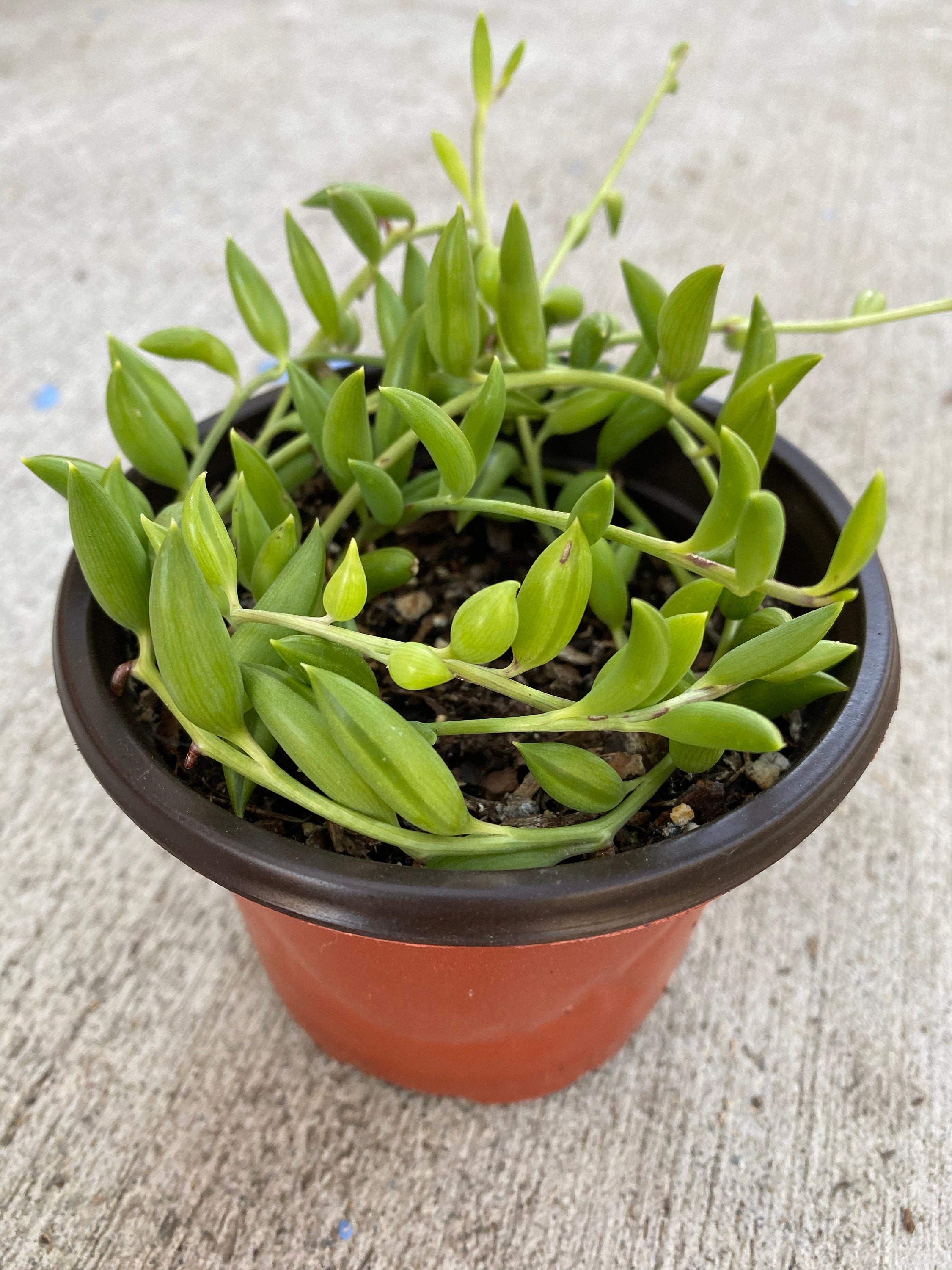 4 Senecio String of Bananas Succulents Live Plants Etsy