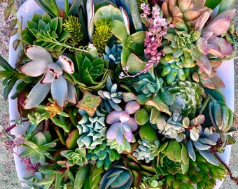 May include: A white ceramic bowl filled with a variety of succulent plants. The succulents are in different shades of green, pink, and brown. Some of the succulents have a fuzzy texture.
