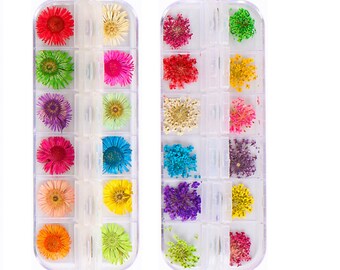 12pcs/pack Dried Pressed Flowers, Ammi Majus Bishop's Flower, Daisy Flower, Craft Supplies