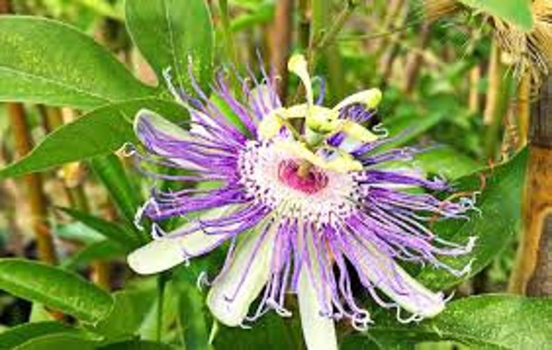 Organic Dried Passion Flower Etsy