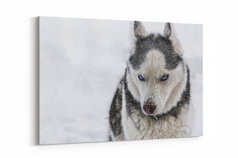Siberian Husky Print Wall Art Photography Wall Decor - Etsy