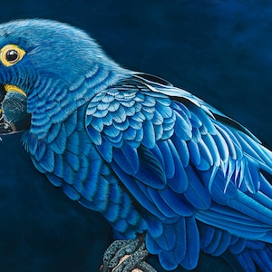 Hyacinth Macaw Art Gilcee Print.