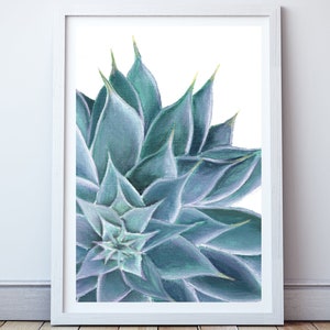 Succulent Art Print. Blue Green Succulent Plant