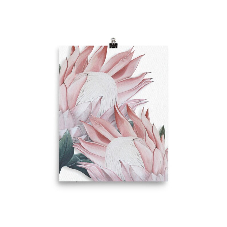 Pink Protea Art Print. Scandi style protea wall art. Acrylic | Etsy