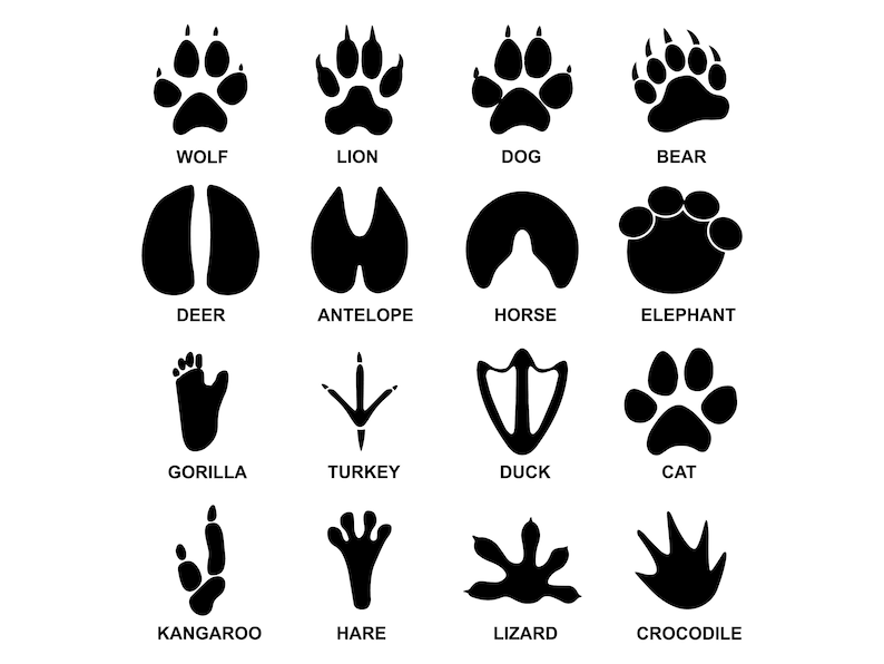 Download Animal Tracks SVG Silhouette Cricut Animal Footprints | Etsy