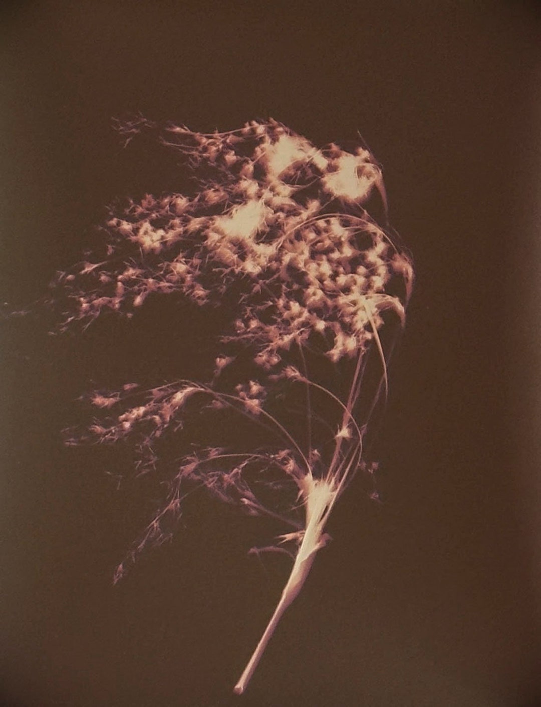 Lumens Print - Etsy