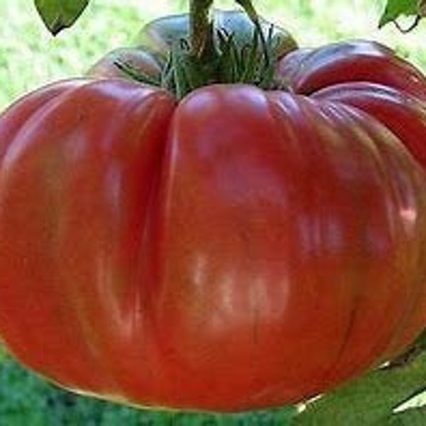 Brandywine Red Tomato Seeds