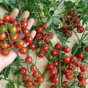 May include: A hand holding a cluster of ripe red cherry tomatoes on a vine. The tomatoes are small and round, and they are growing on a green vine. There are more tomatoes growing on vines in the background.