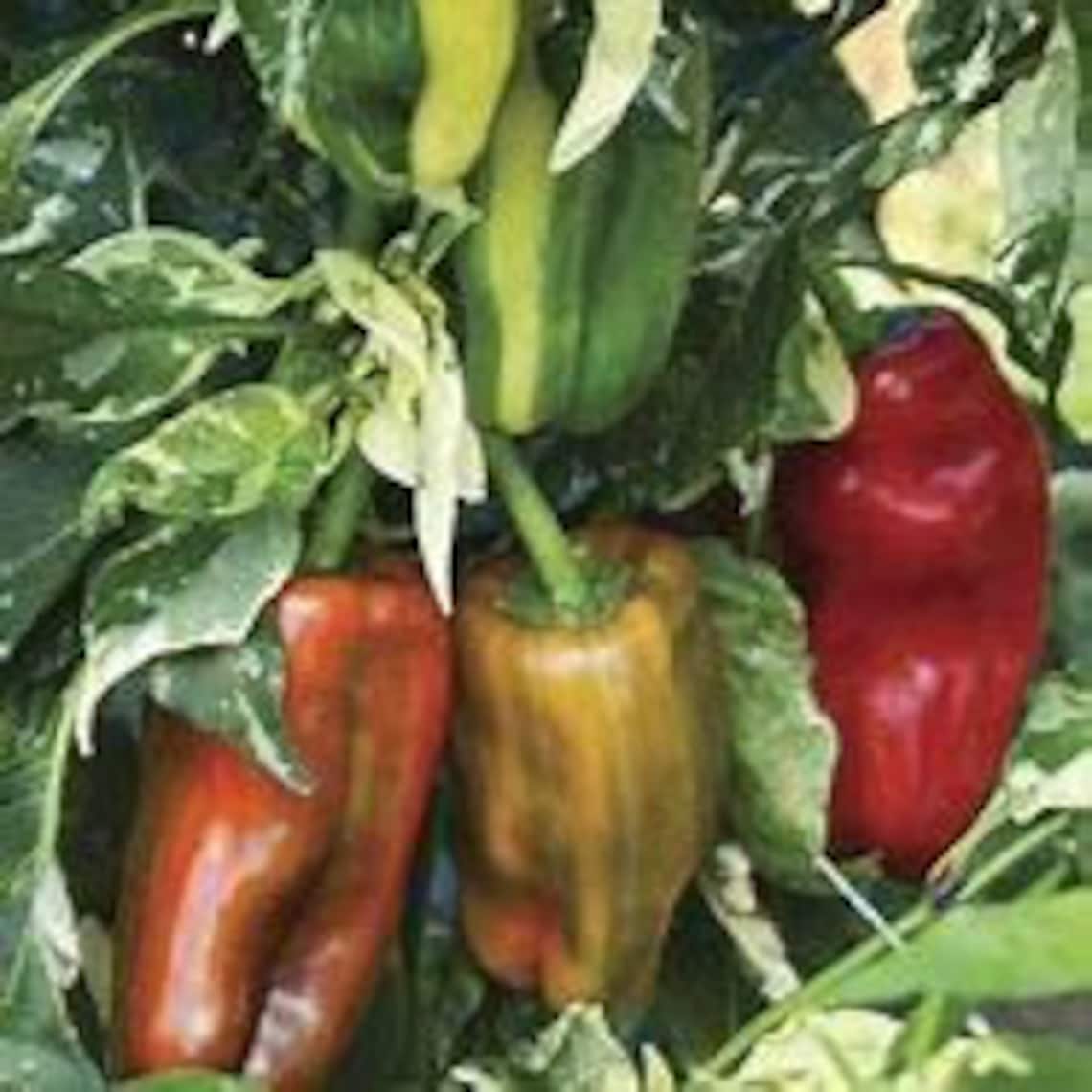 Candy Cane Pepper Seeds Etsy