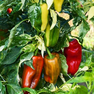 Candy Cane Pepper Seeds