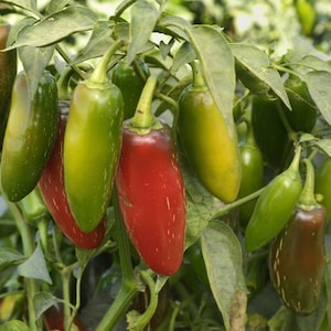 Jalapeno Pepper Seeds