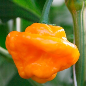 Jamaican Yellow Mushroom Pepper Seeds
