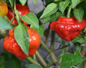 Foodarama Red Scotch Bonnet Pepper Seeds